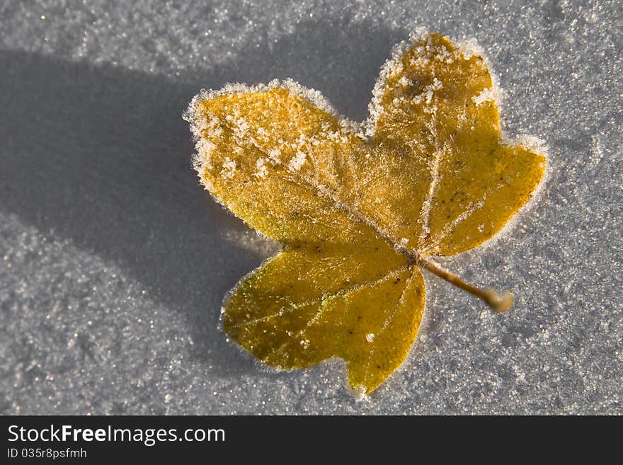 Frosty Winter Yellow Leaf Macro. Frosty Winter Yellow Leaf Macro