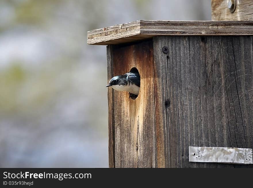 Little Tree Swallow in the Bird House. Little Tree Swallow in the Bird House