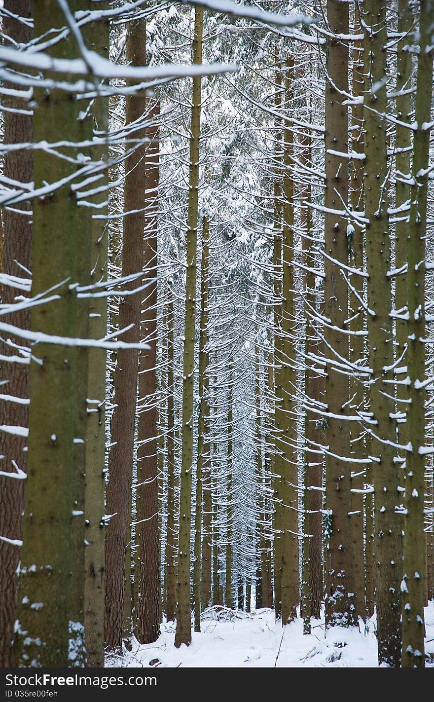 Fresh snow on boughs of conifers. Fresh snow on boughs of conifers