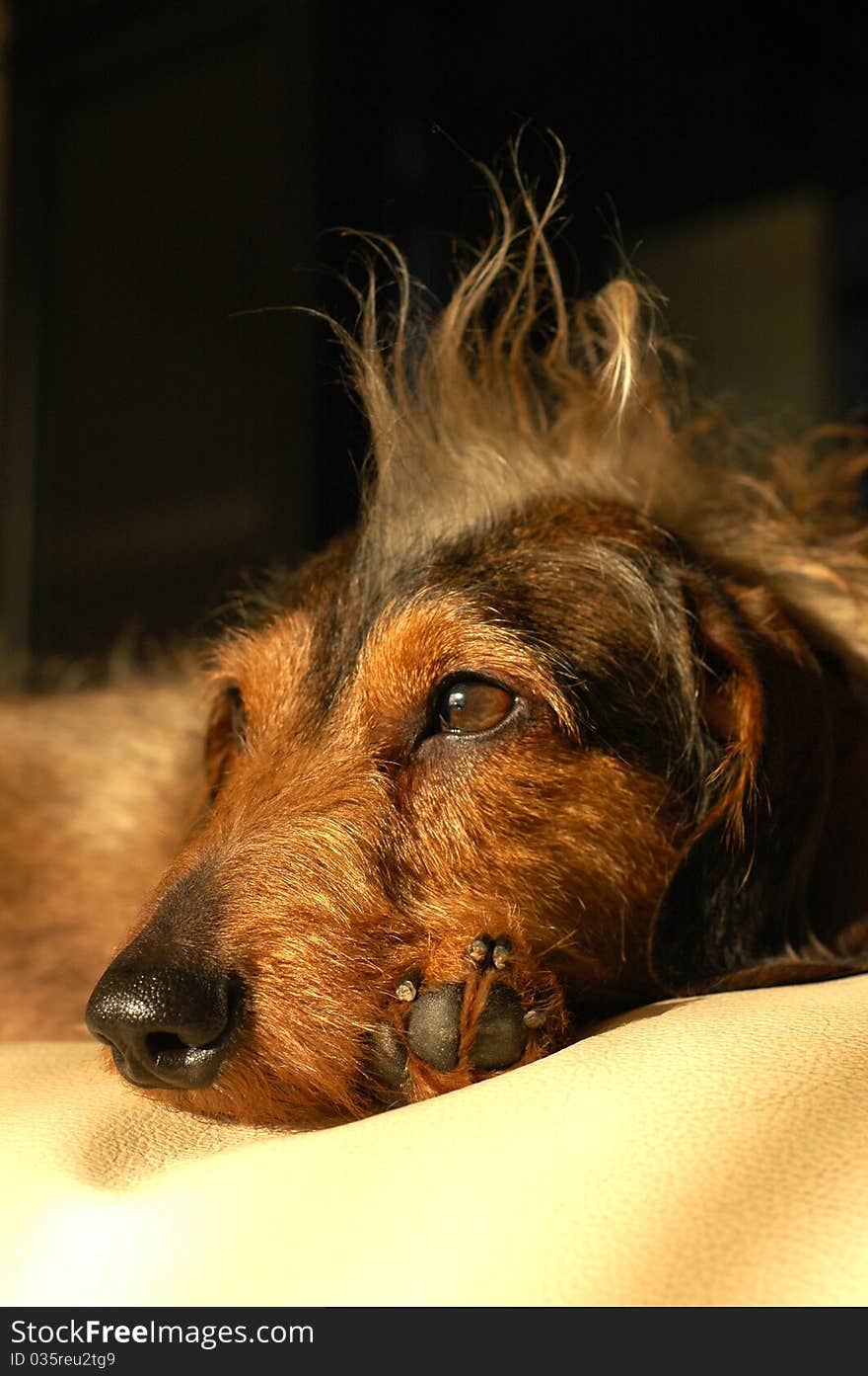 Close up of a dog with a tuft. Close up of a dog with a tuft.