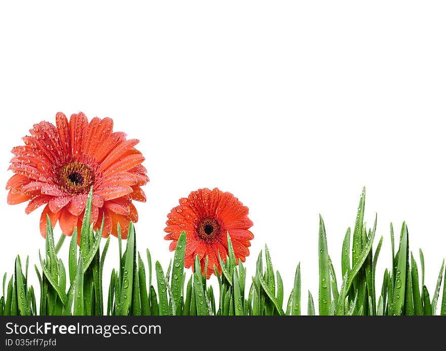 Red daisies in grass isolated