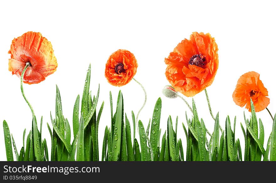 Poppies in grass  isolated on white