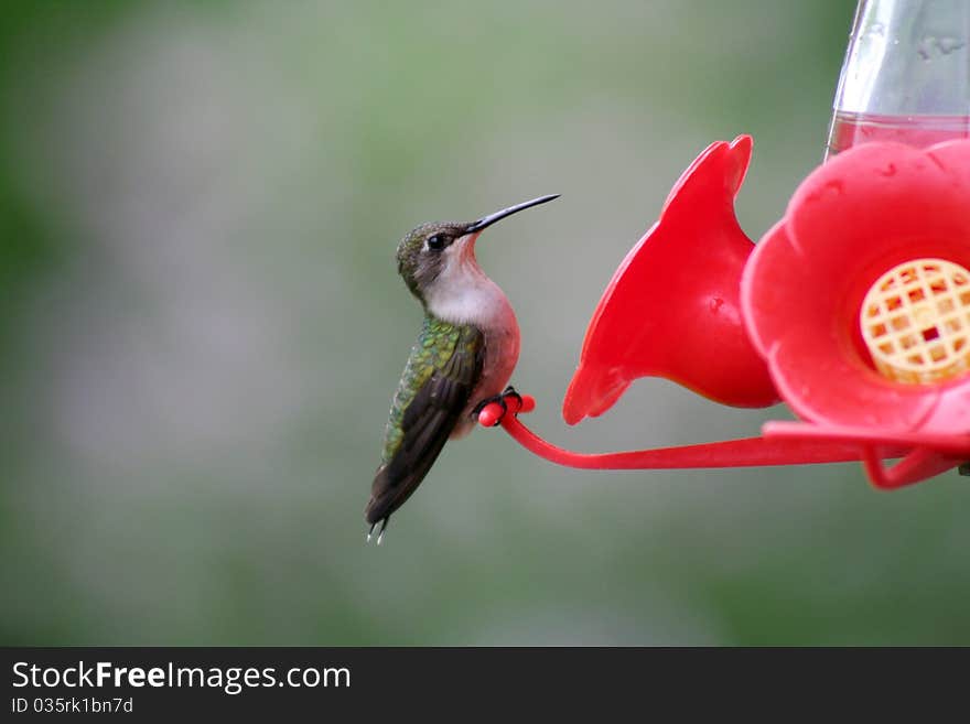 Female Ruby-throated Hummingbird