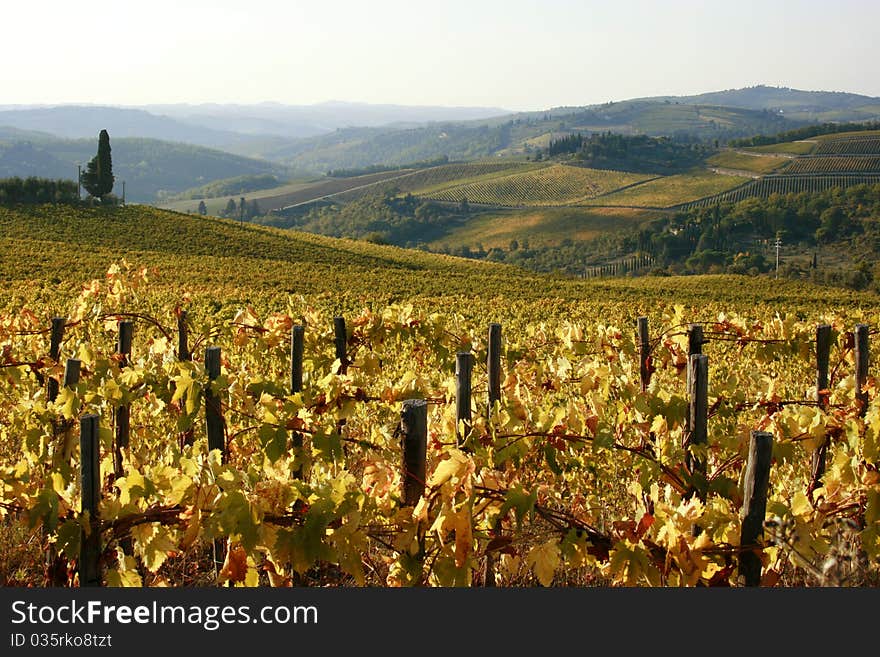 Tuscan Vineyards