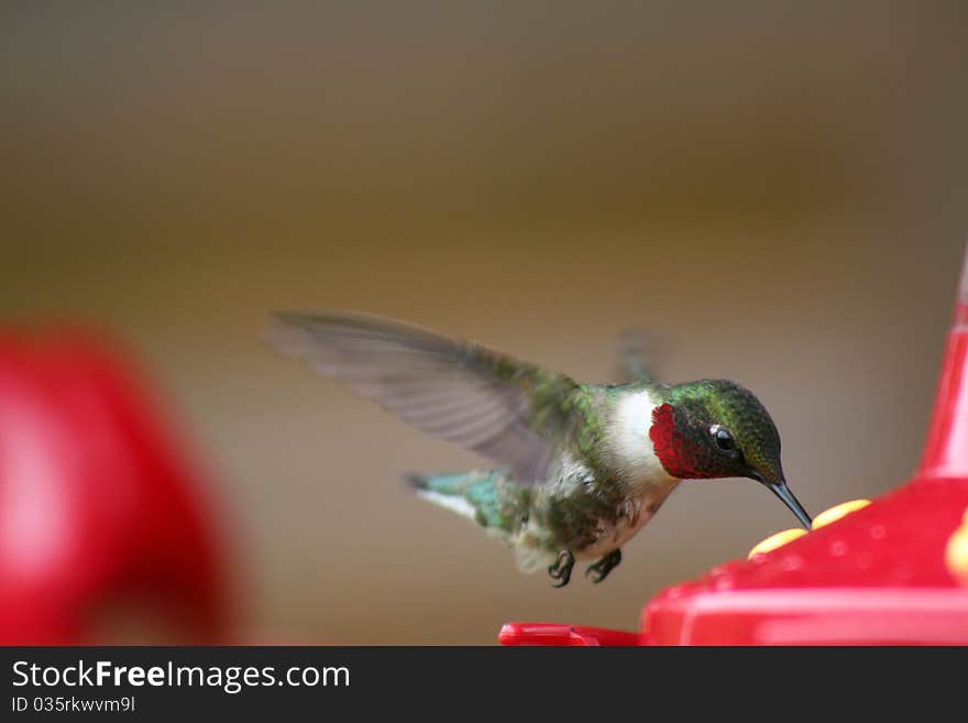 A male Ruby-throated Hummingbird in flight feeding from one of many hummingbird feeders in Northome, MN. A male Ruby-throated Hummingbird in flight feeding from one of many hummingbird feeders in Northome, MN.