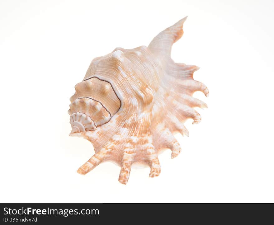 Sea shell