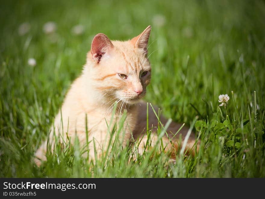 The cat lying in grass