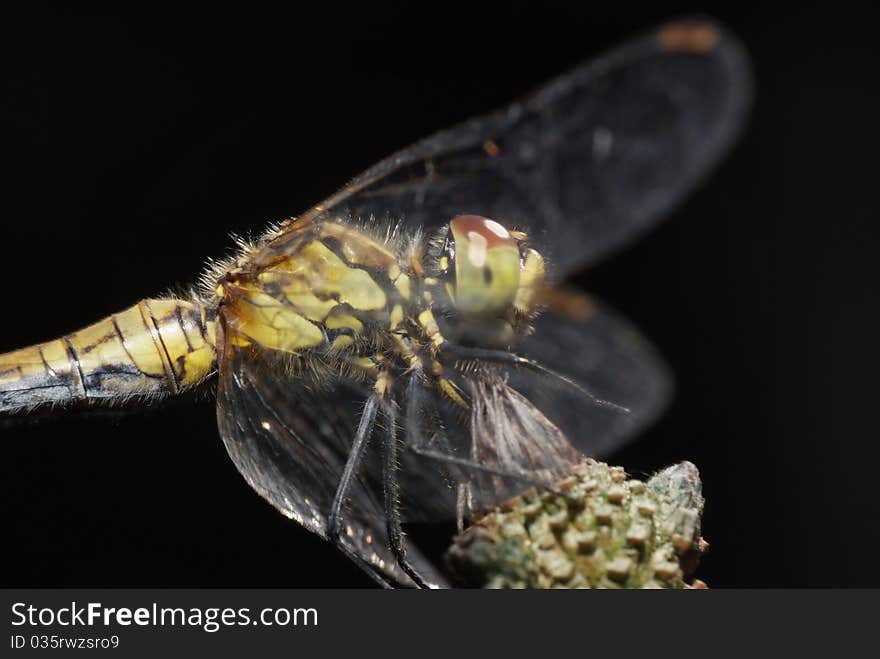 Dragonfly on the plant