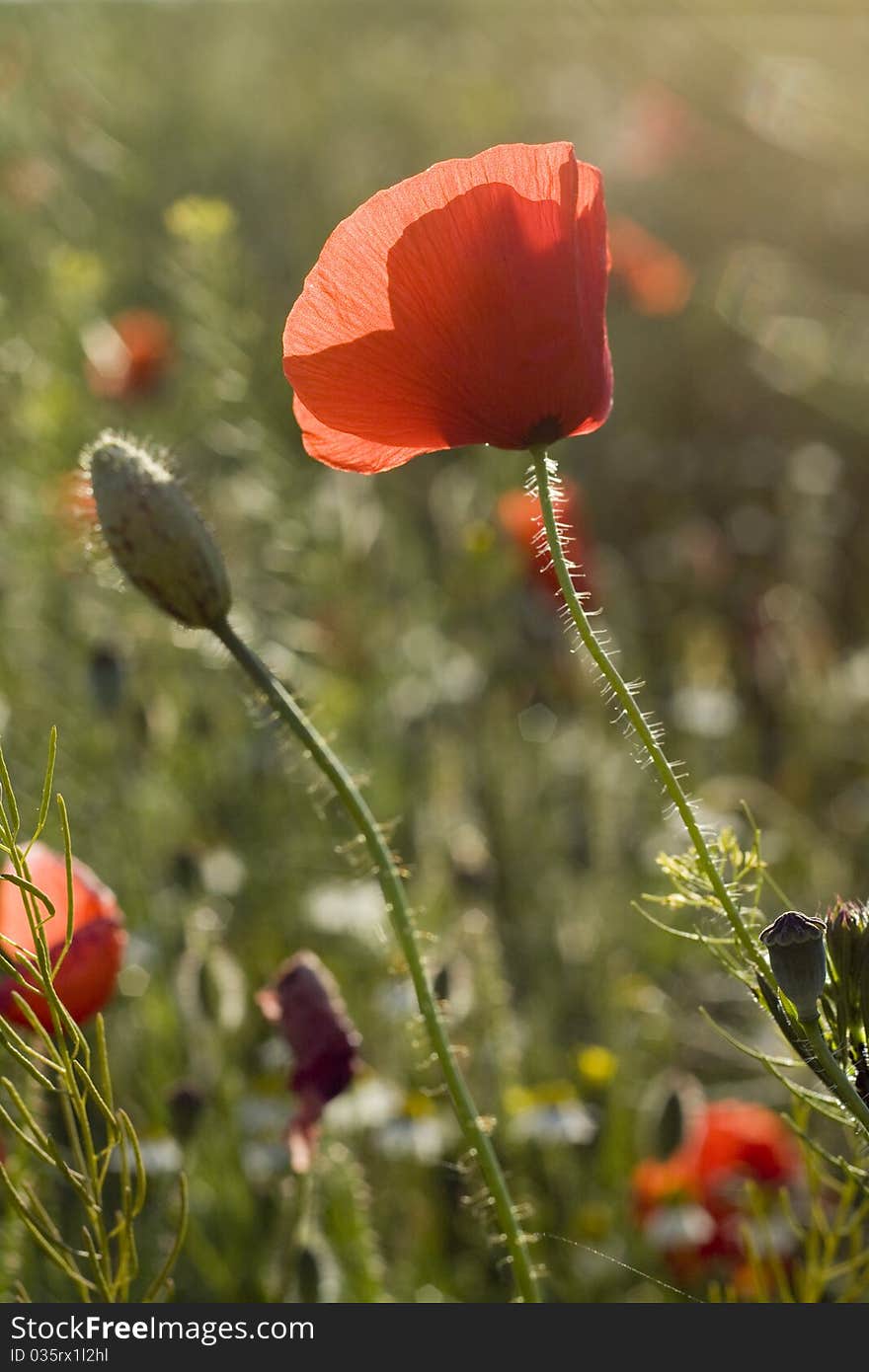 Poppy flower and blossom