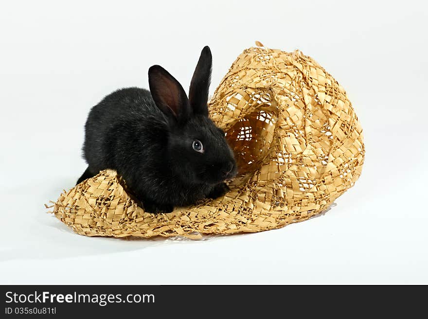 Rabbit Sitting In A Straw Hat