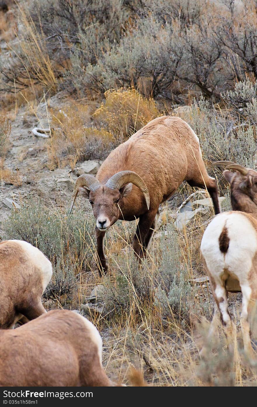 Young male Bighorn sheep herding females. Young male Bighorn sheep herding females.