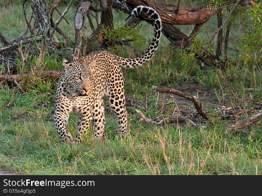 African Leopard