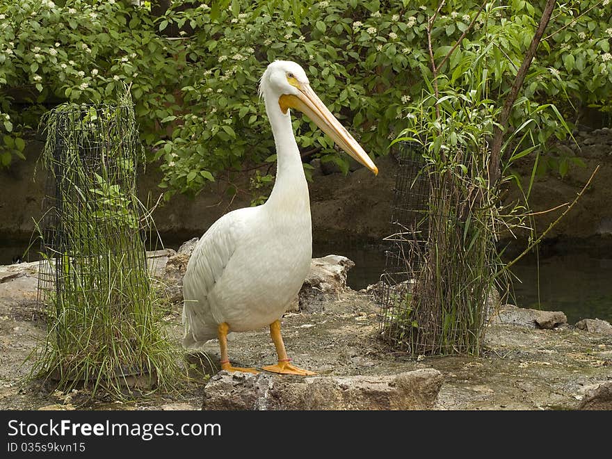 American White Pelican