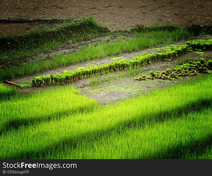 Rice field