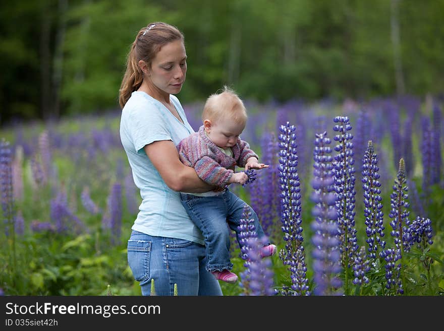 A young mother and daughter in a beautiful field of lupine flowers (lupinus perennis). A young mother and daughter in a beautiful field of lupine flowers (lupinus perennis).