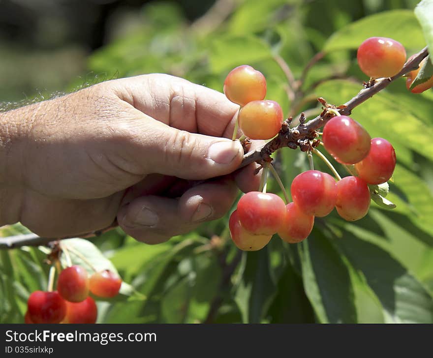 Hand picked cherries from a tree