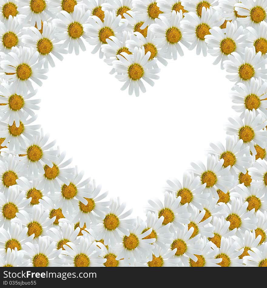 Frame of  daisies  in the shape of a heart on a white background