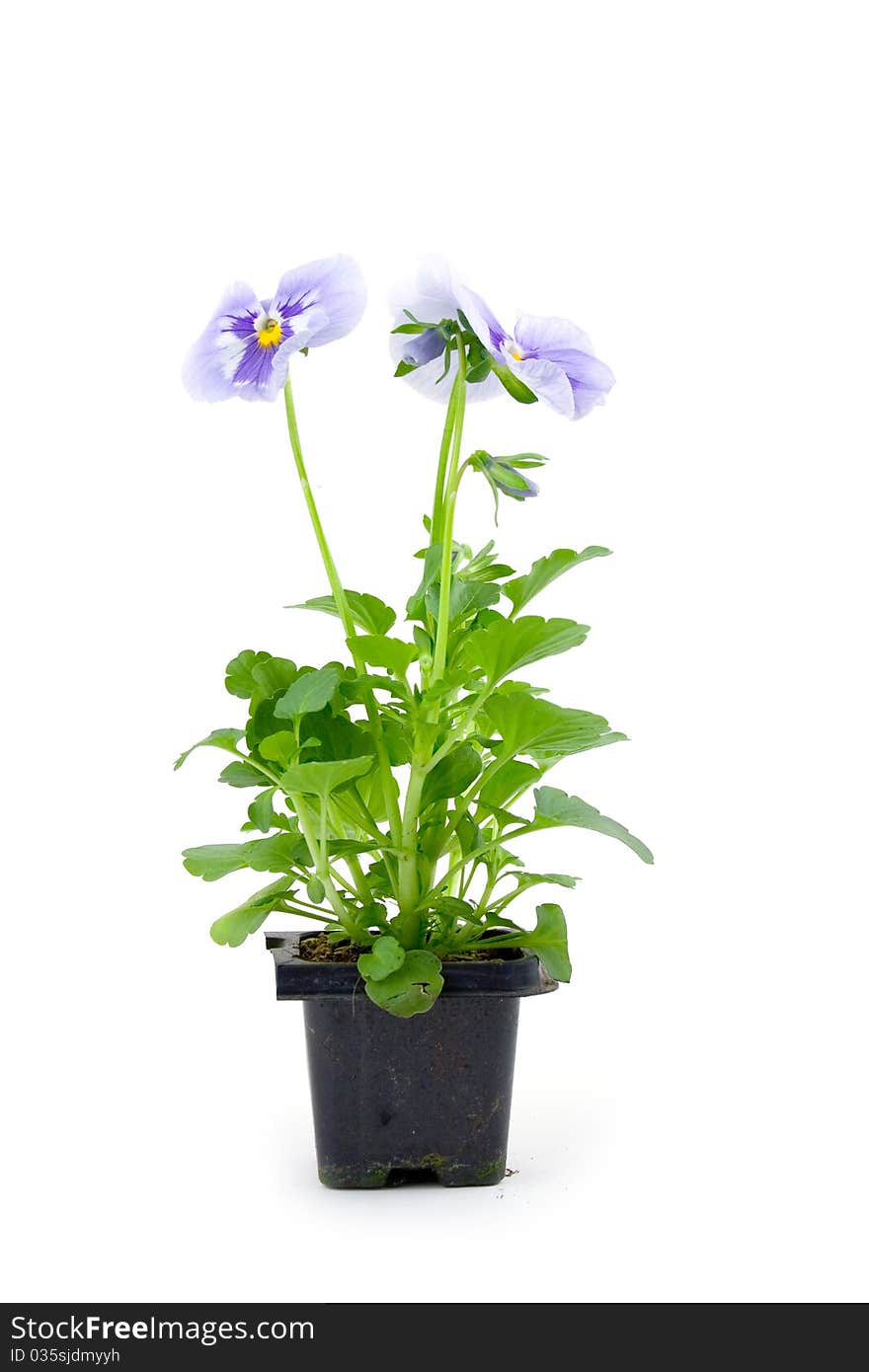 Seedlings viola on a white background