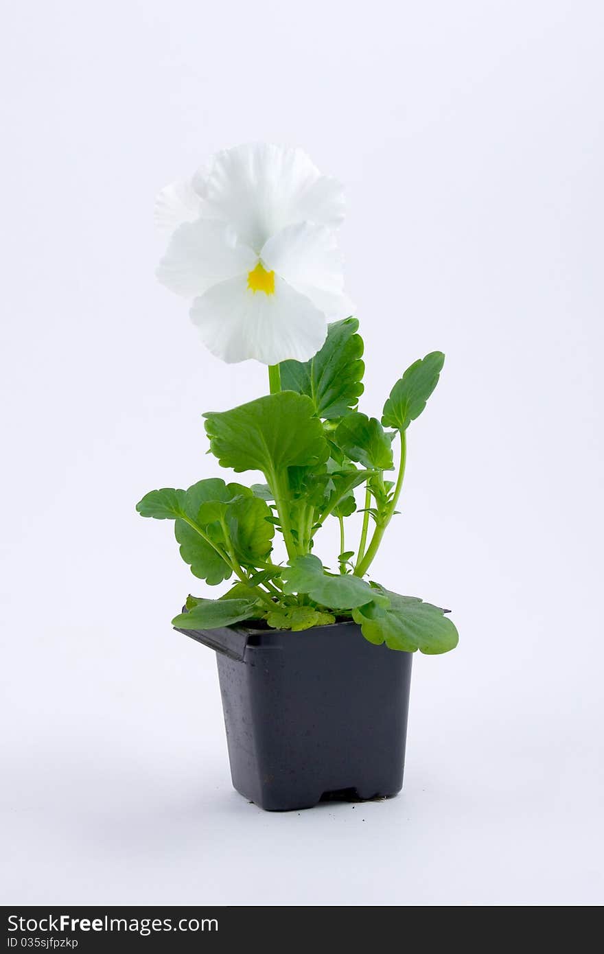 Seedlings viola on a white background