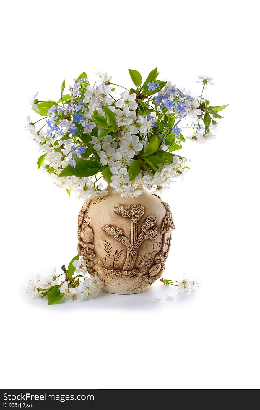 Bouquet of cherry blossoms in a  vase on a white background. Bouquet of cherry blossoms in a  vase on a white background