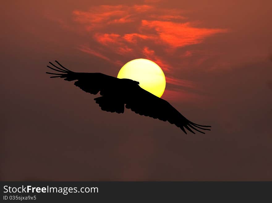 Vulture silhouette sun