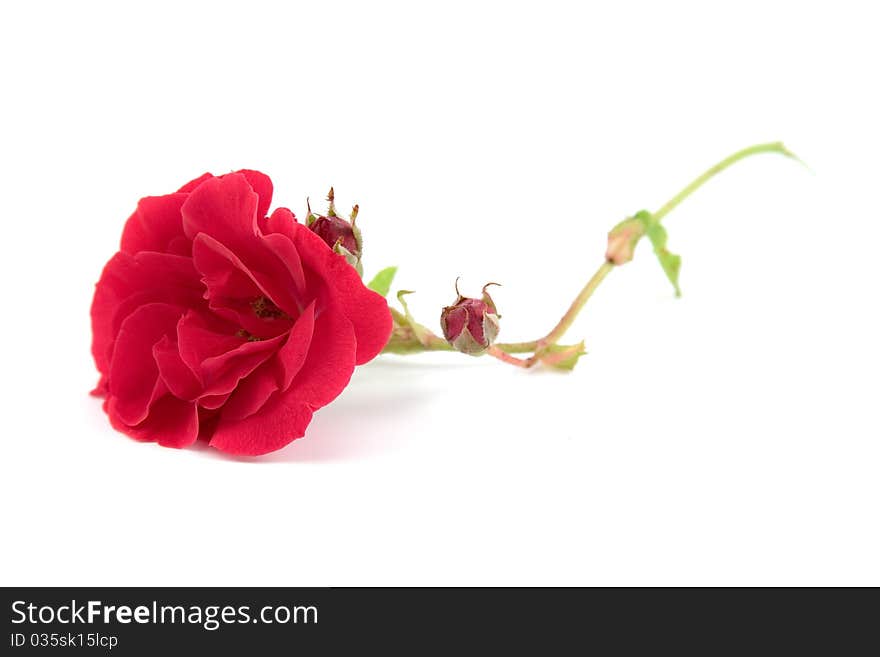 Beautiful red rose