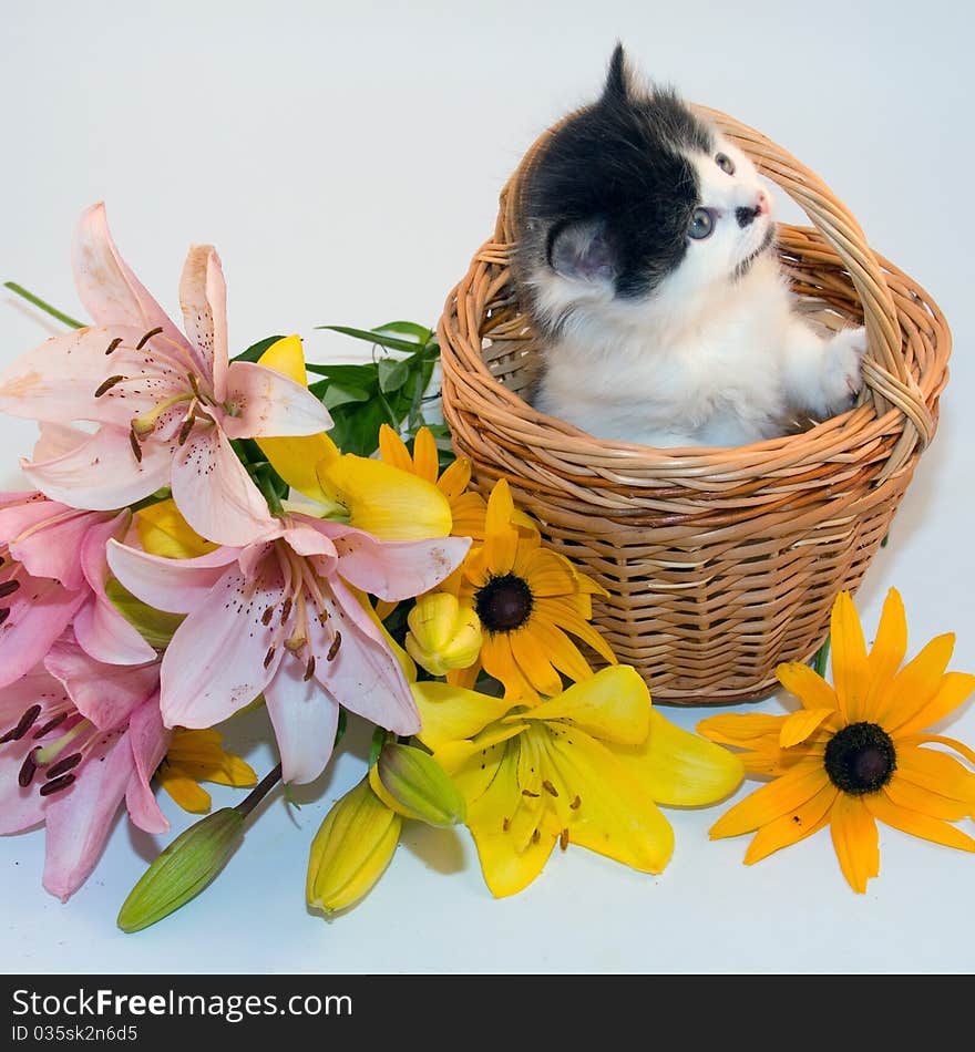 Little kitten in a basket and flowers on a white background