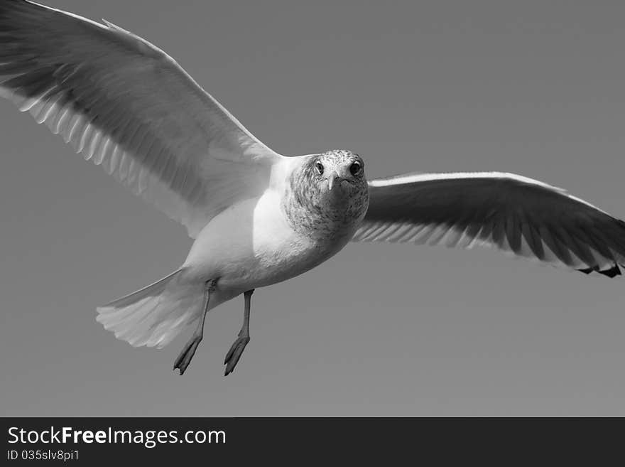 Seagull B&W