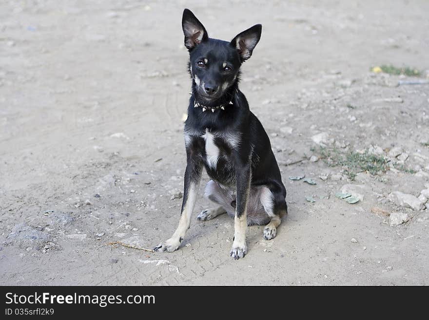 Toy Terrier