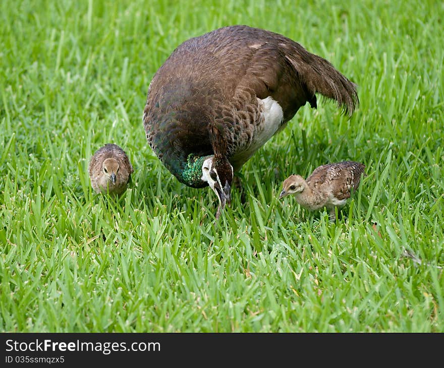 Peacock family on the grass field