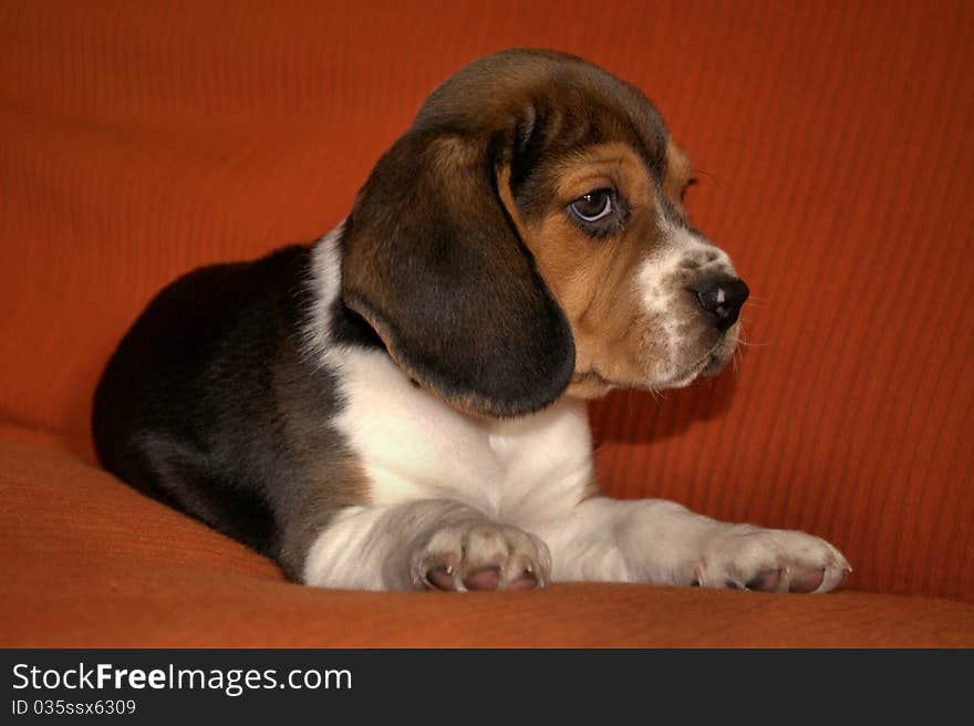 Beagle