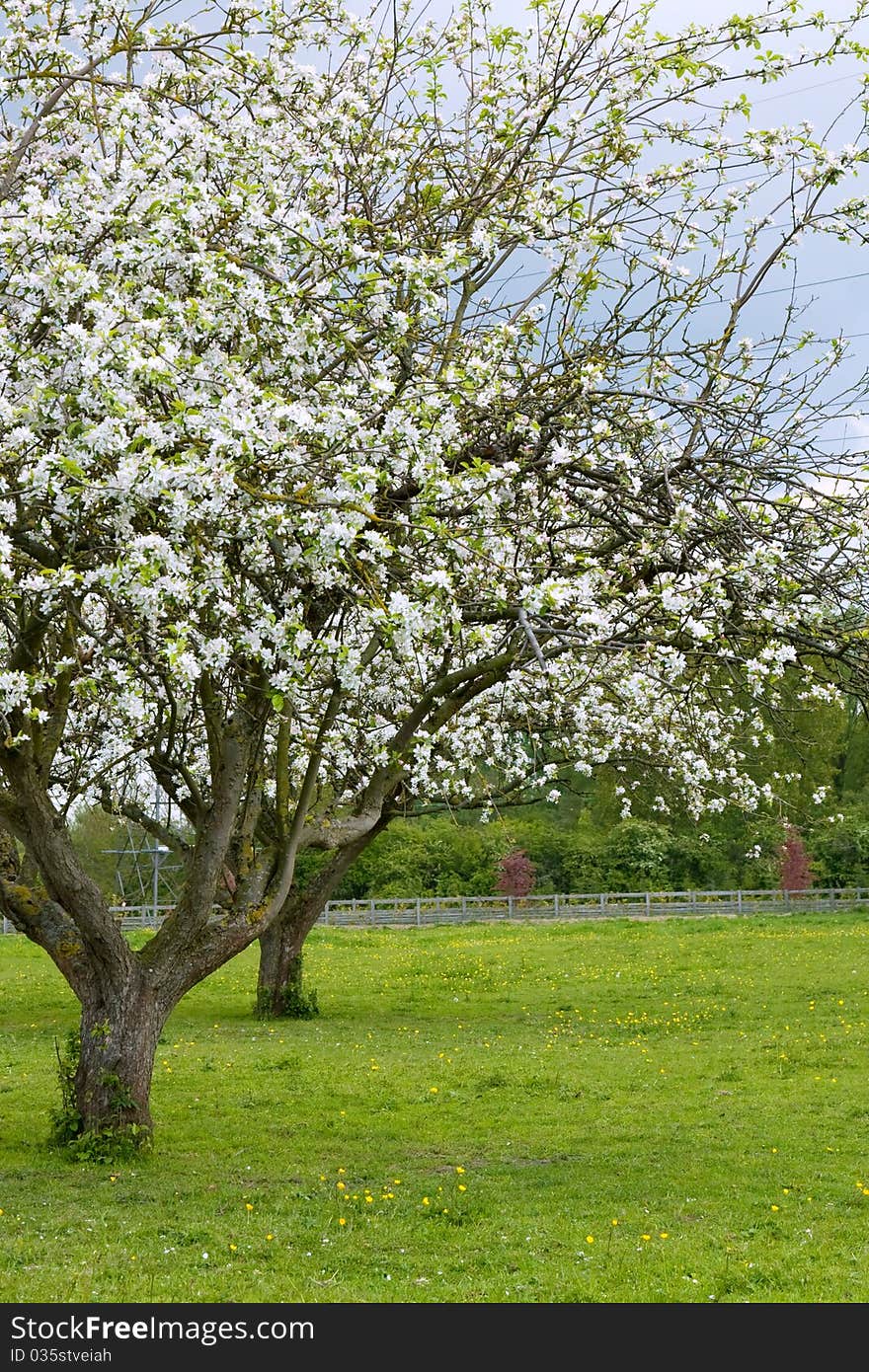 Couple of cherry trees on a black cloud background. Couple of cherry trees on a black cloud background