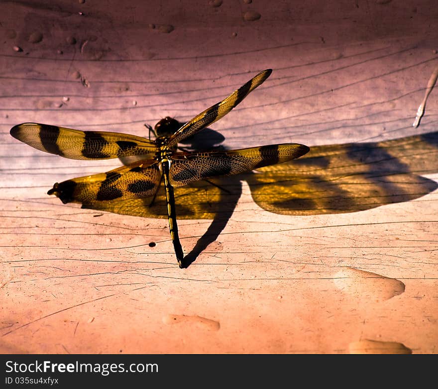 Tiger Dragonfly on Miami, Everglades.