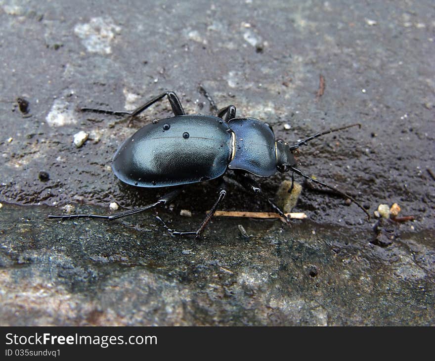 Impressive black beetle with raindrops