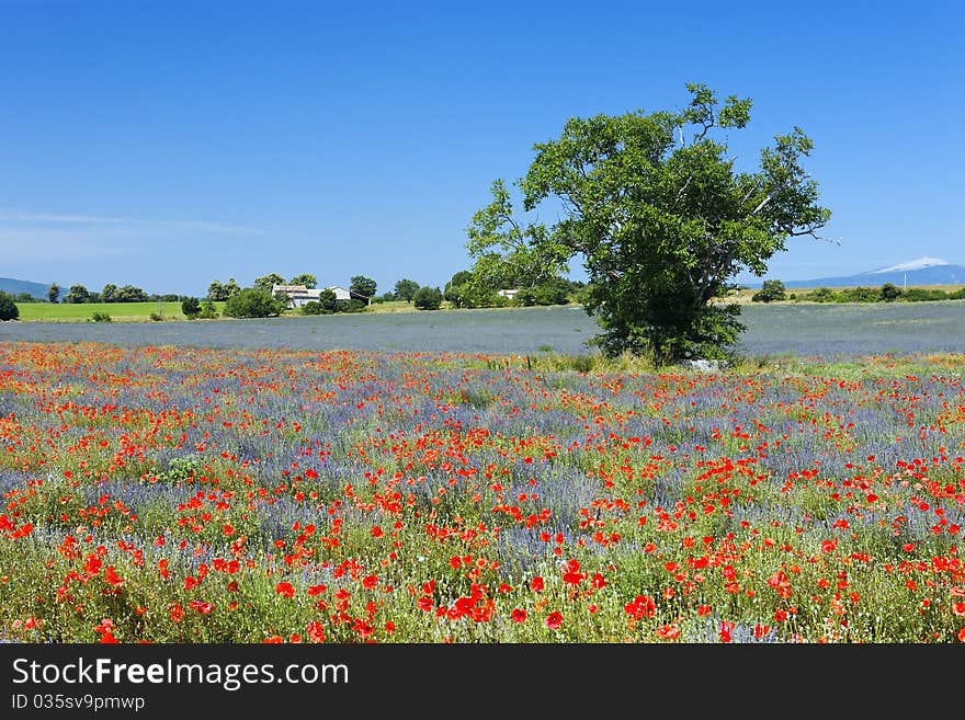 Red green and blue