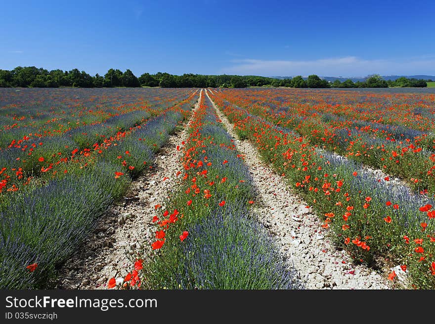 Lavender And Poppy