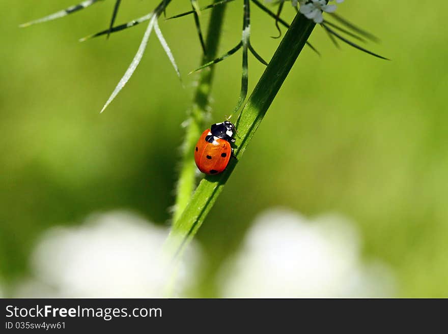 Lady beetle moving up a stem
