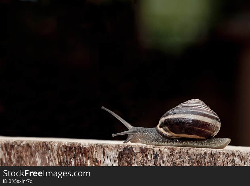 Snail creeping