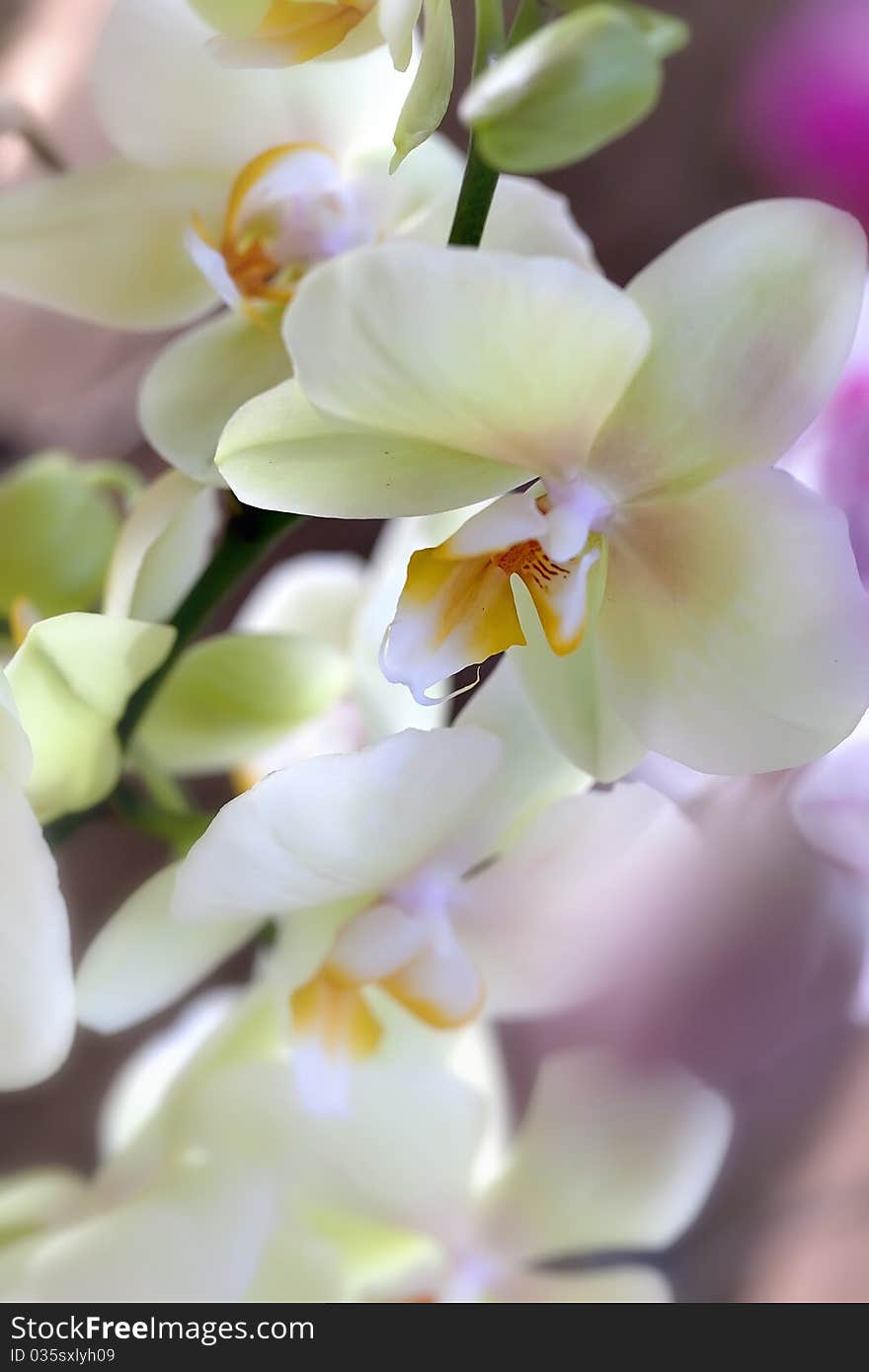 Yellow Orquidea in a garden Spring