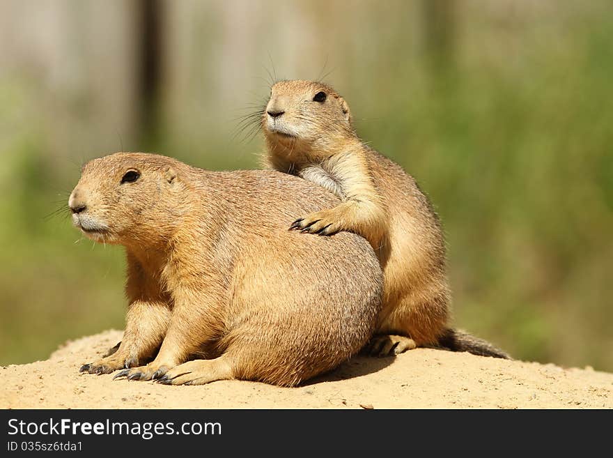 Two prairie dogs close together