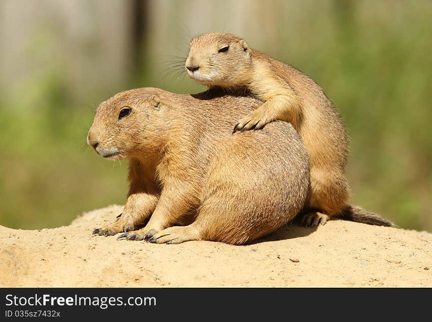 Two Prairie Dogs On A Sandy Hill