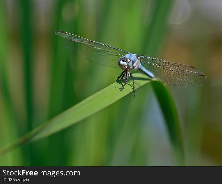 This is a blue dragonfly