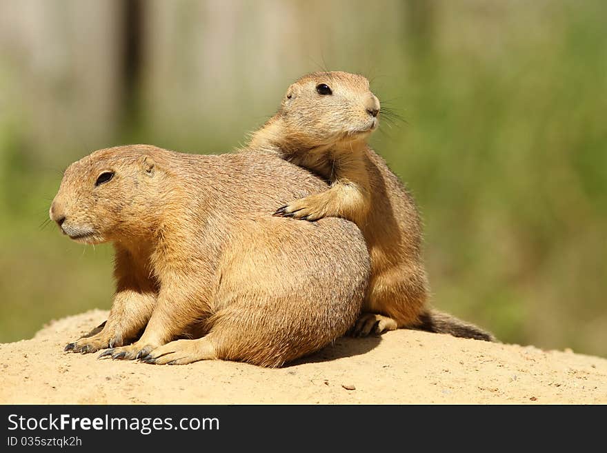 Prairie dogs