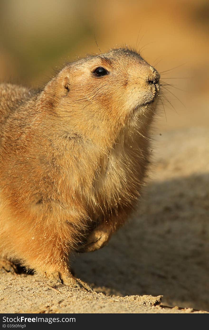 Portrait of a prairie dog