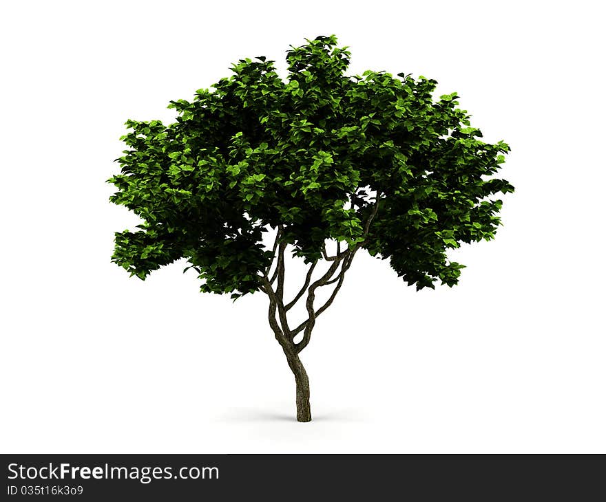 Tree isolated on a white background. Tree isolated on a white background.