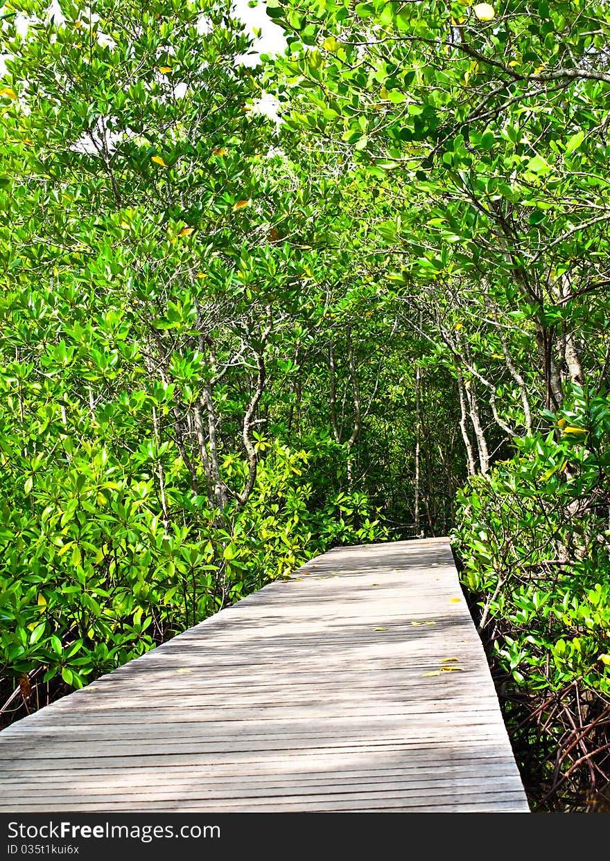 Mangrove forest in Chanthaburi, Thailand