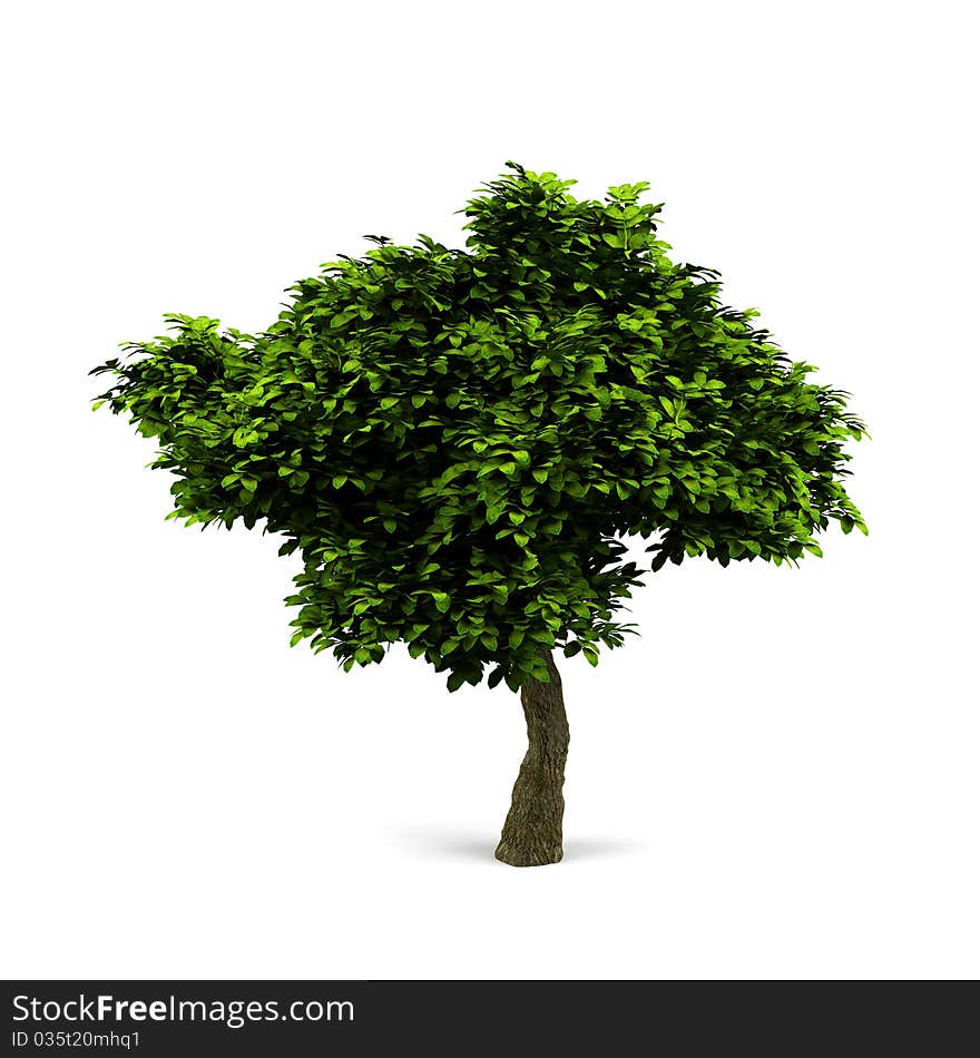 Tree isolated on a white background. Tree isolated on a white background.