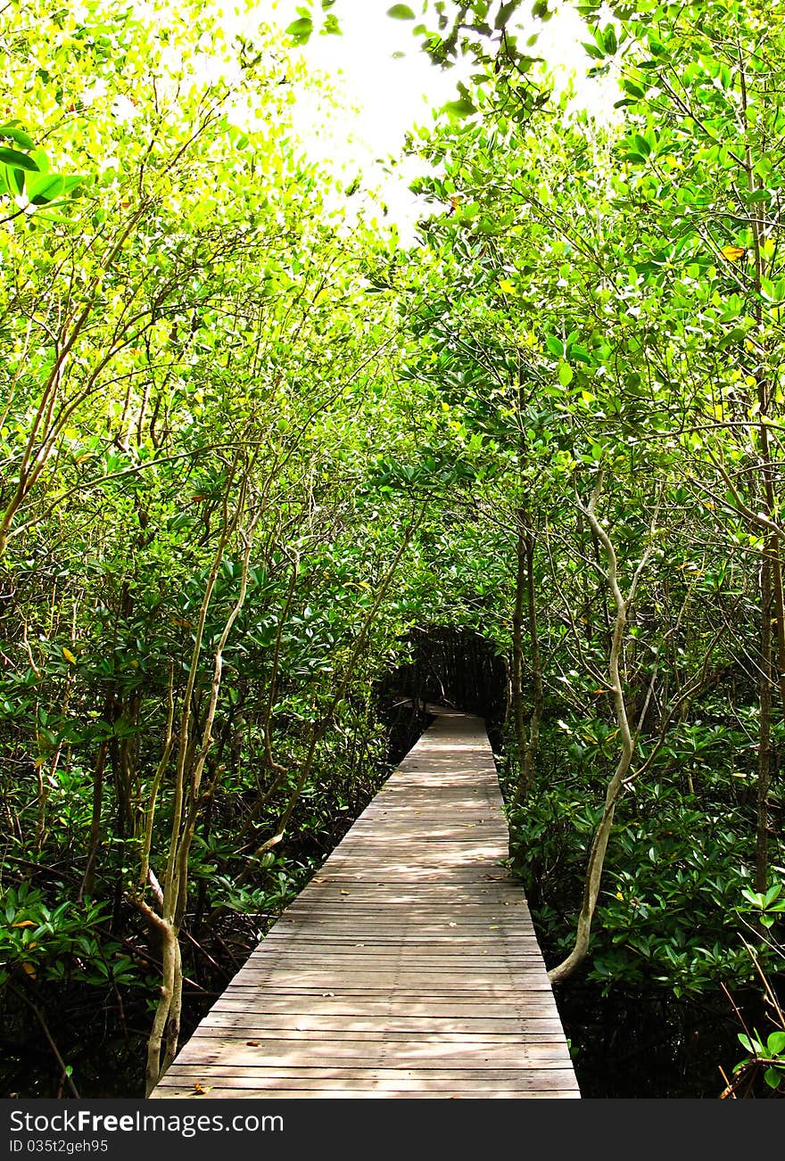 Mangrove forest in Chanthaburi, Thailand