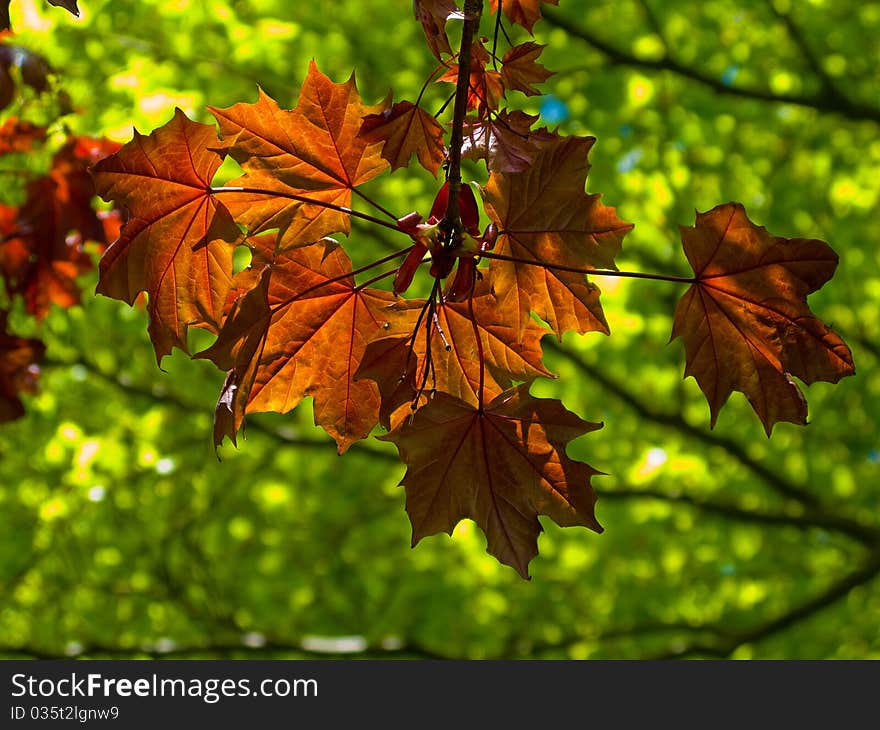 Sunlit layers of green and red leaves. Sunlit layers of green and red leaves