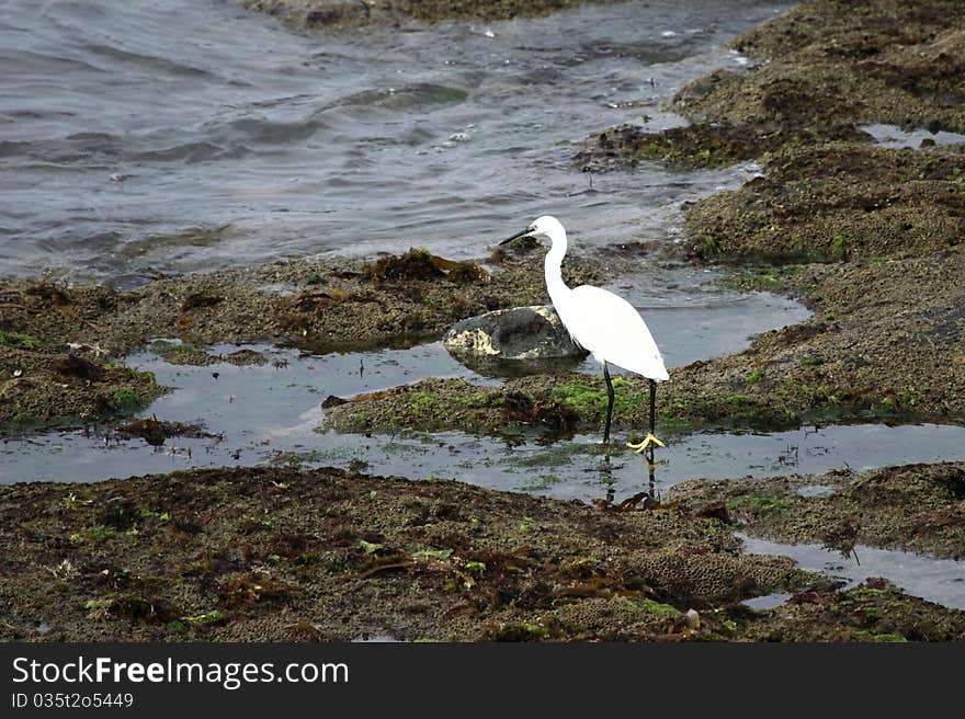 Egret garzette looking for its meal between rocks